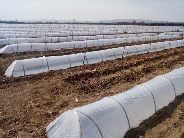 新的一年春耕开始了,新的一年开始春耕