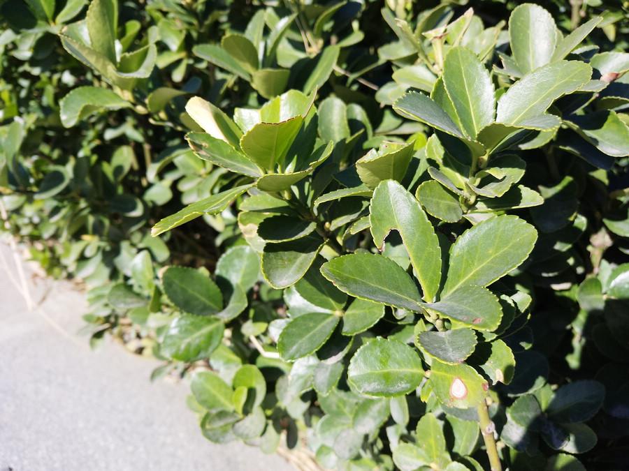 美图t8s手机测评,美图t8手机评测视频