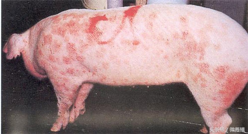 育肥猪身上发紫怎么治疗最好,育肥猪皮肤发红怎么回事怎么治疗