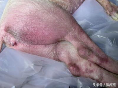 育肥猪身上发紫怎么治疗最好,育肥猪皮肤发红怎么回事怎么治疗