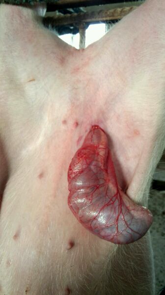 仔猪疝气怎样辨别,割仔猪疝气的正确方法