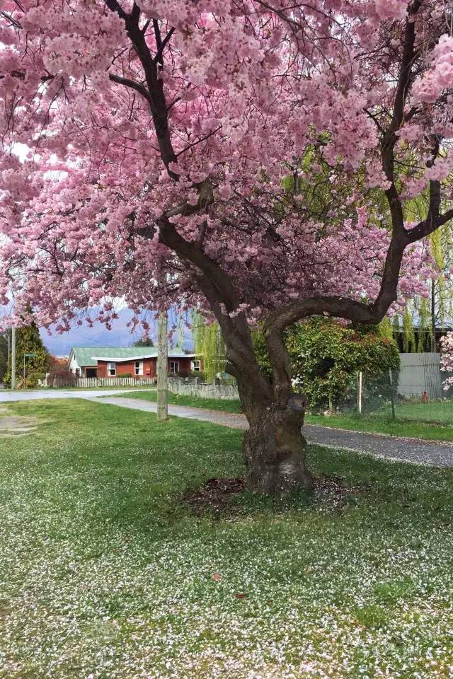 去新西兰绝对不要错过皇后镇,新西兰皇后镇自由行注意事项