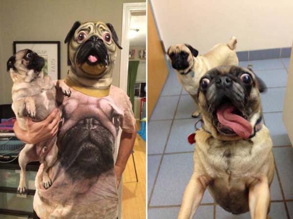 小丑巴哥犬,巴哥犬这么丑为什么有人养