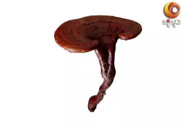 灵芝鹿茸怎么处理最有营养,鹿茸和灵芝哪个好用