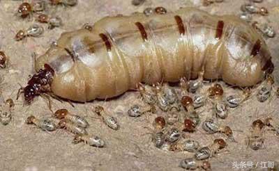 老大爷家里的“闹鬼凶手”,藏在墙壁里四十年,身材肥大