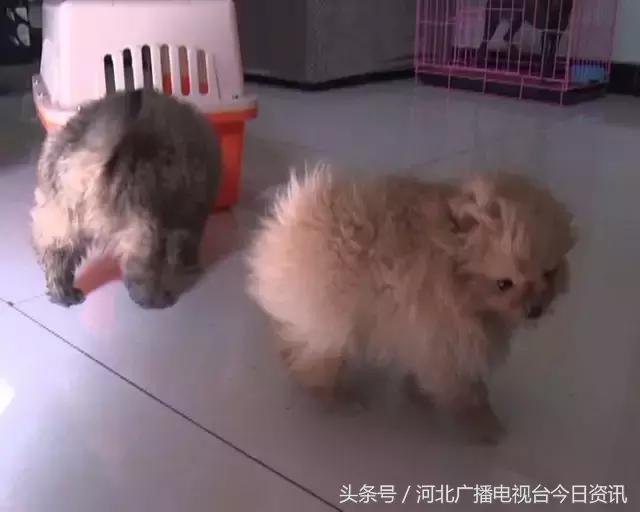 说说你网购时发生的趣事,网购的说说