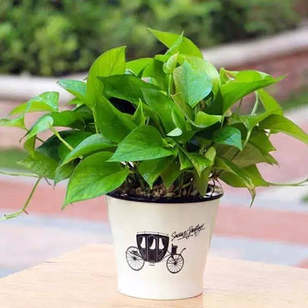 家有萌宠专治各种动物,家有萌宠专治什么病