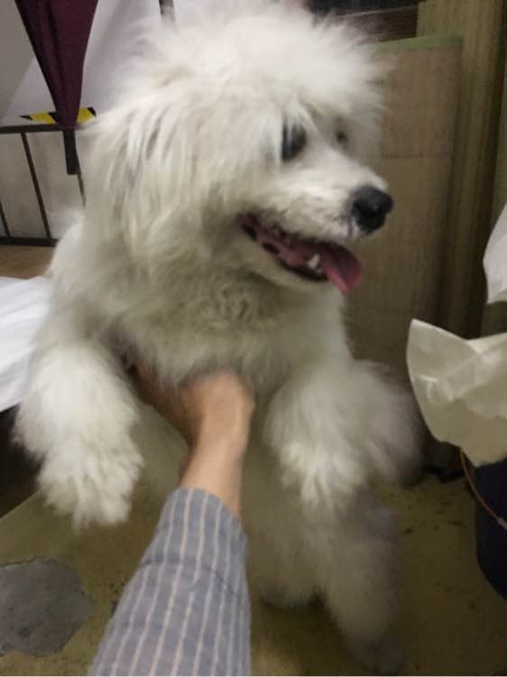 萨摩耶纯不纯怎么辨别,该怎么看萨摩耶纯不纯