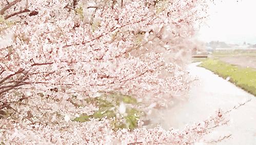 樱花限定款,一起粉出少女味|时令