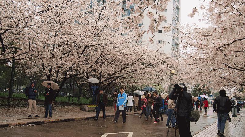 樱花限定款,一起粉出少女味|时令