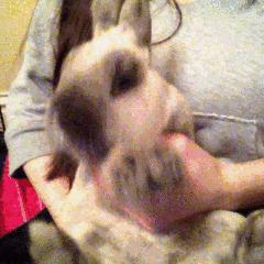 小兔砸月亮,小兔砸崽子