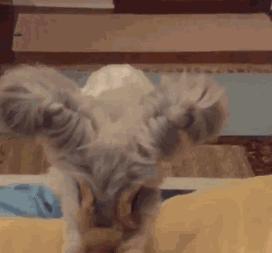 小兔砸月亮,小兔砸崽子