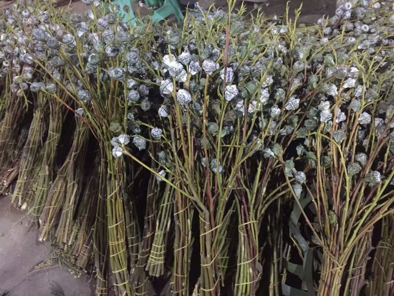 看了这些图,下次去花店你就能把花店里的花花草草叫出名字来了!