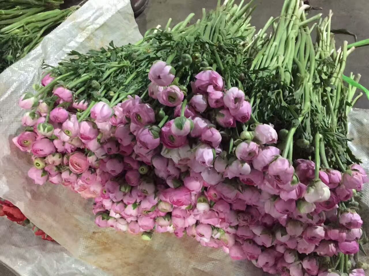 看了这些图,下次去花店你就能把花店里的花花草草叫出名字来了!