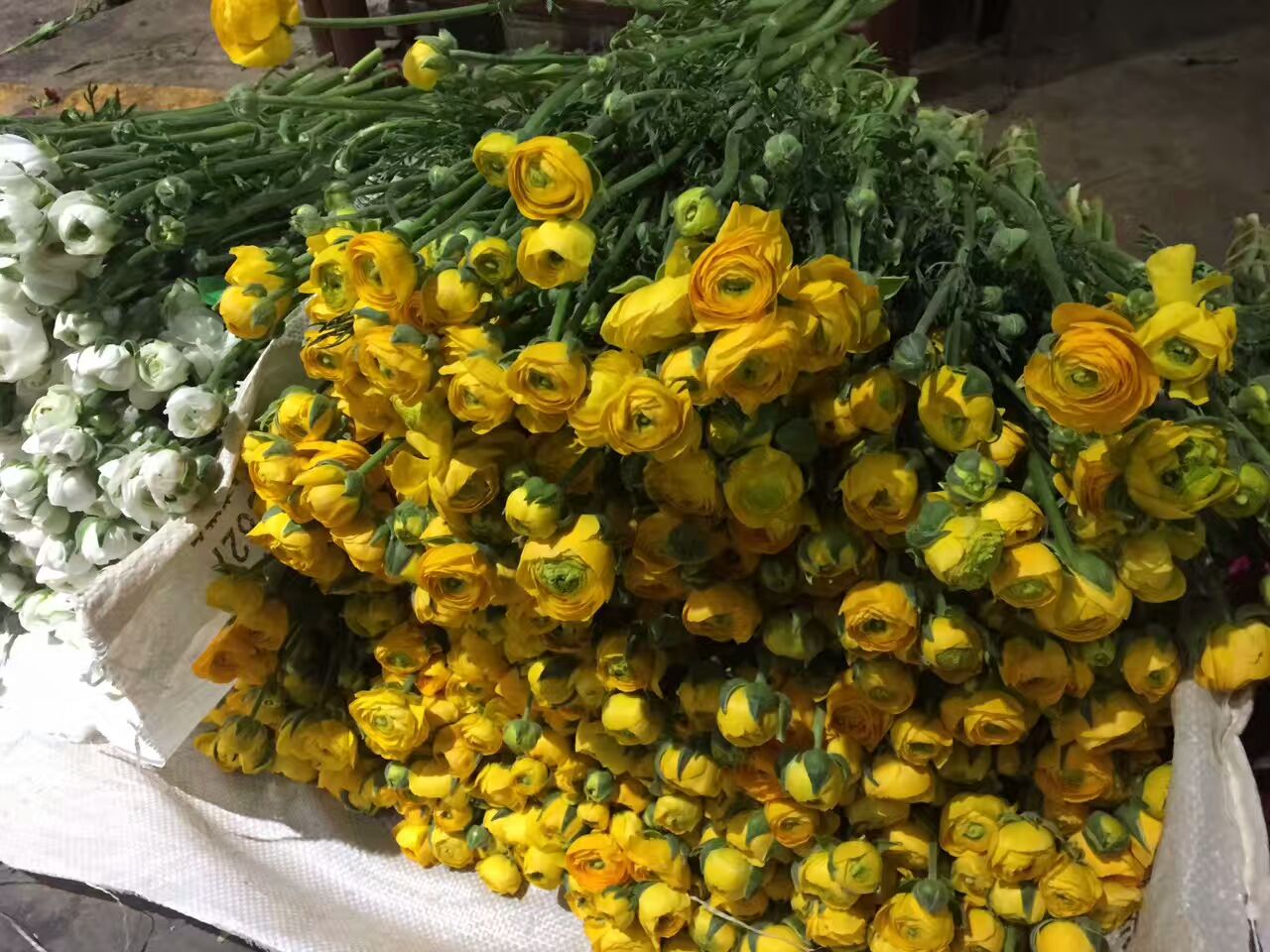 看了这些图,下次去花店你就能把花店里的花花草草叫出名字来了!