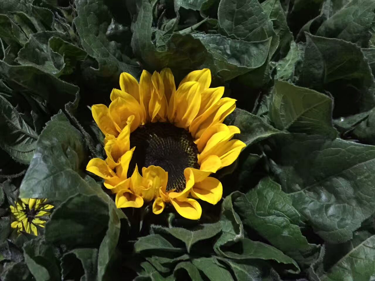 看了这些图,下次去花店你就能把花店里的花花草草叫出名字来了!