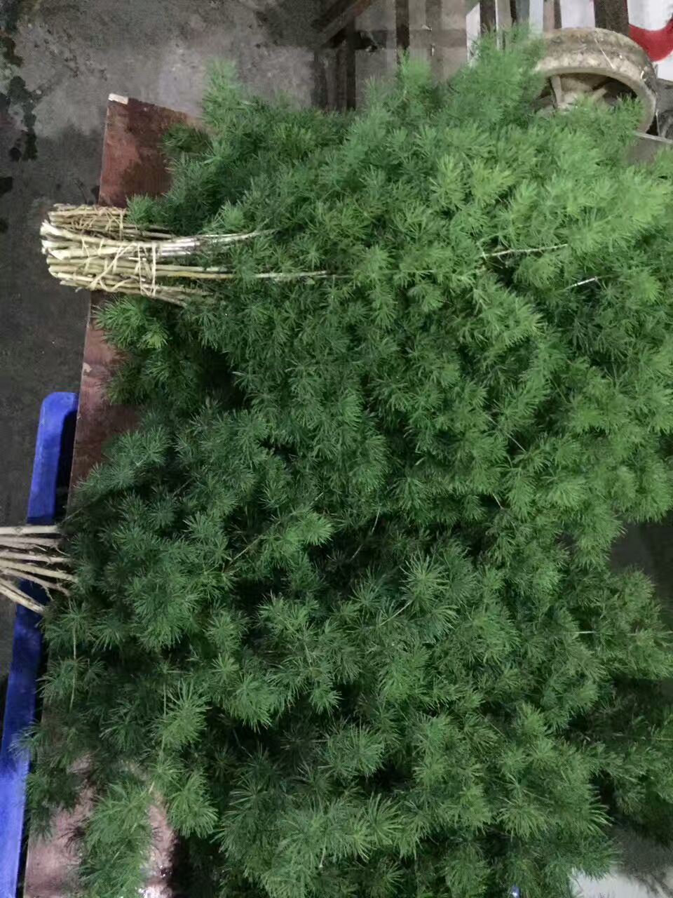 看了这些图,下次去花店你就能把花店里的花花草草叫出名字来了!