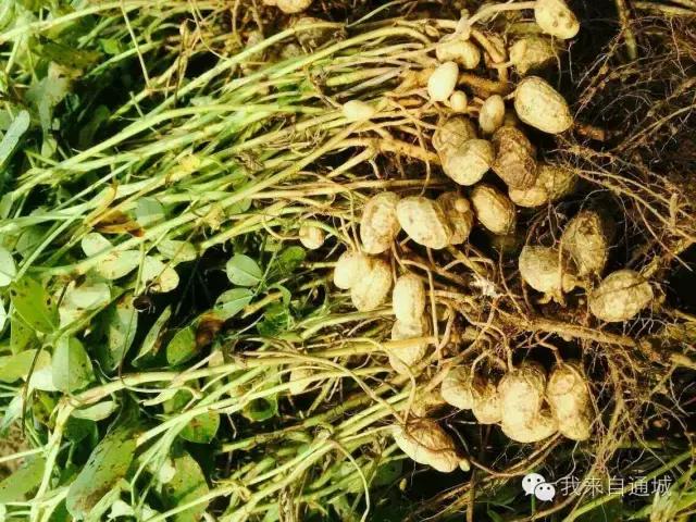 农村这些农活，做过5个的顶起，特别是第七个！