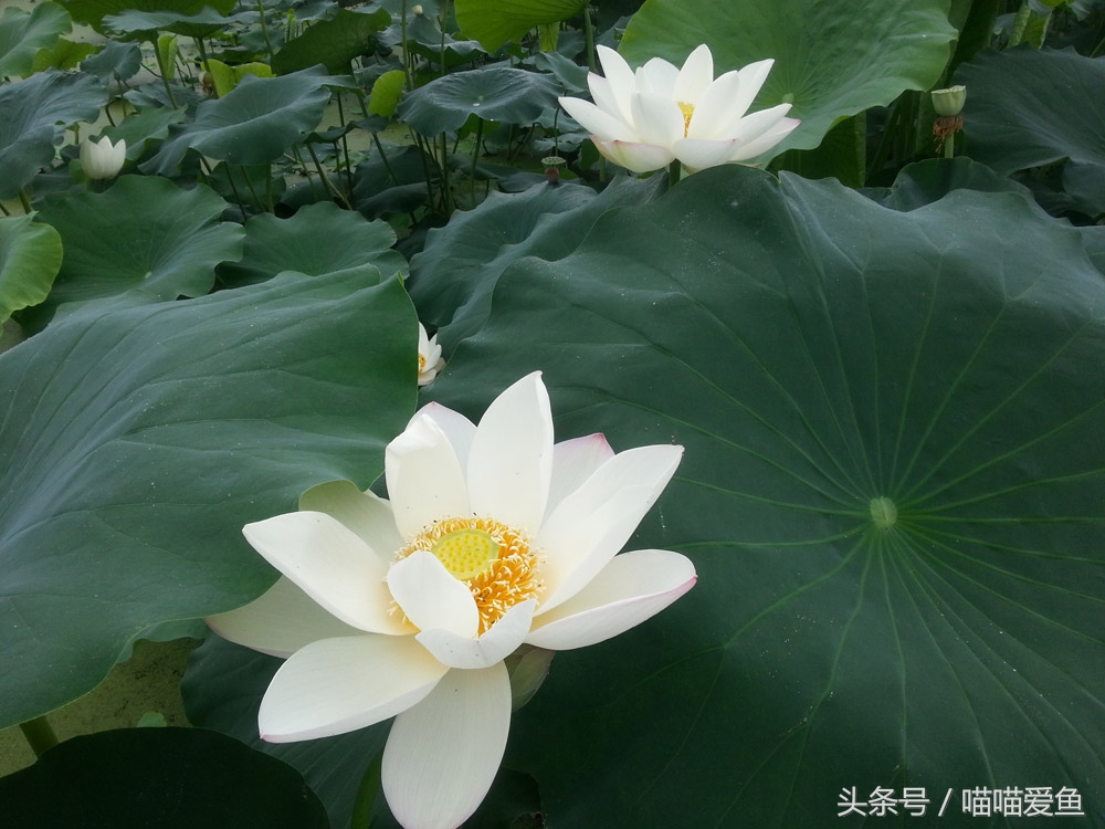 聚焦三农养殖泥鳅,泥鳅农业养殖致富项目