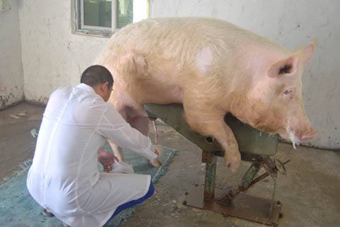 猪人工授精与产业化工程,猪人工授精技术的推广与应用