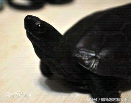 各种宠物龟饲养方法大全,宠物龟超容易养活饲养指南多图