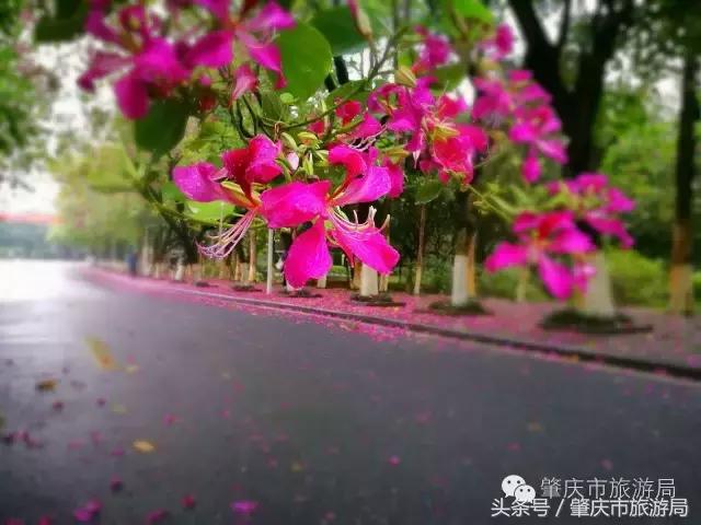 肇庆最好的学院有哪几个,肇庆市最美学校