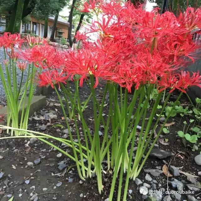 走进多肉园视频,走进日本的南瓜种植