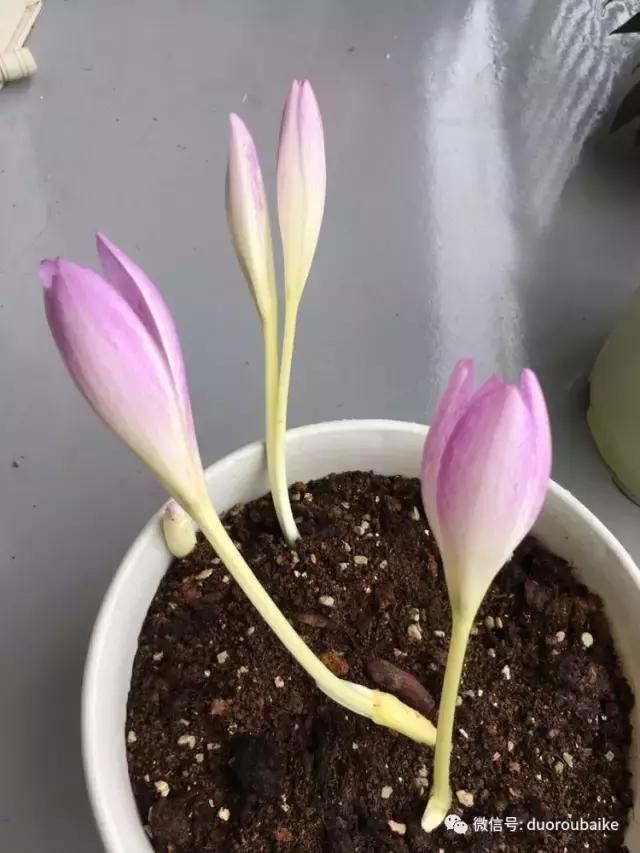 走进多肉园视频,走进日本的南瓜种植