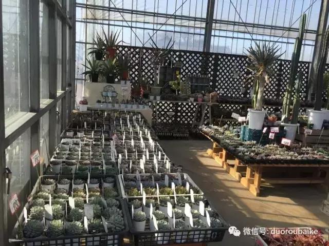 走进多肉园视频,走进日本的南瓜种植