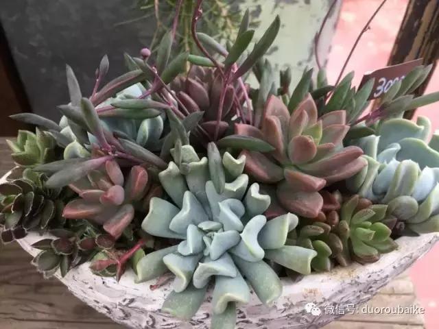 走进多肉园视频,走进日本的南瓜种植