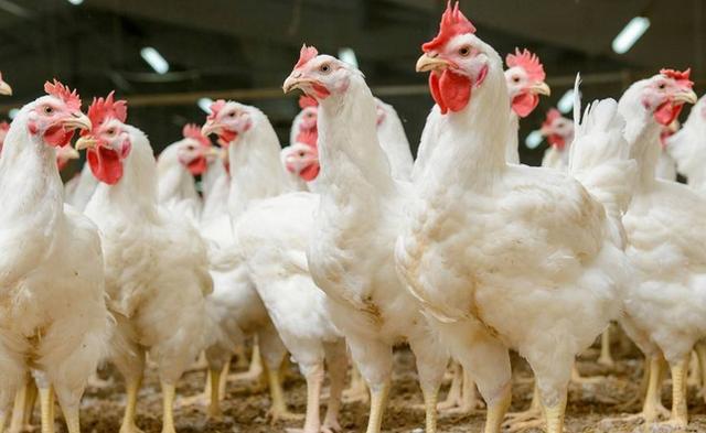 鸡生病喂了药,鸡生病不吃药自己可以好吗