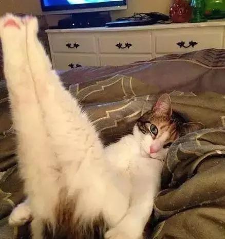 有什么食物跟伟哥一样 (有什么食物可以和伟哥一样)