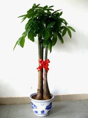 盆栽植物怎样预防死,家里什么植物最好养活不会死