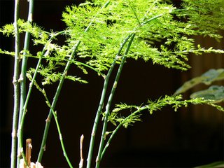 盆栽植物怎样预防死,家里什么植物最好养活不会死