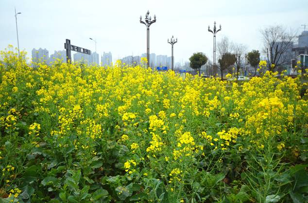 临港为什么那么多公园,宜宾临港公园