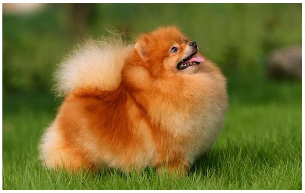 你的星座和生肖配对,你的星座和你的属相是什么