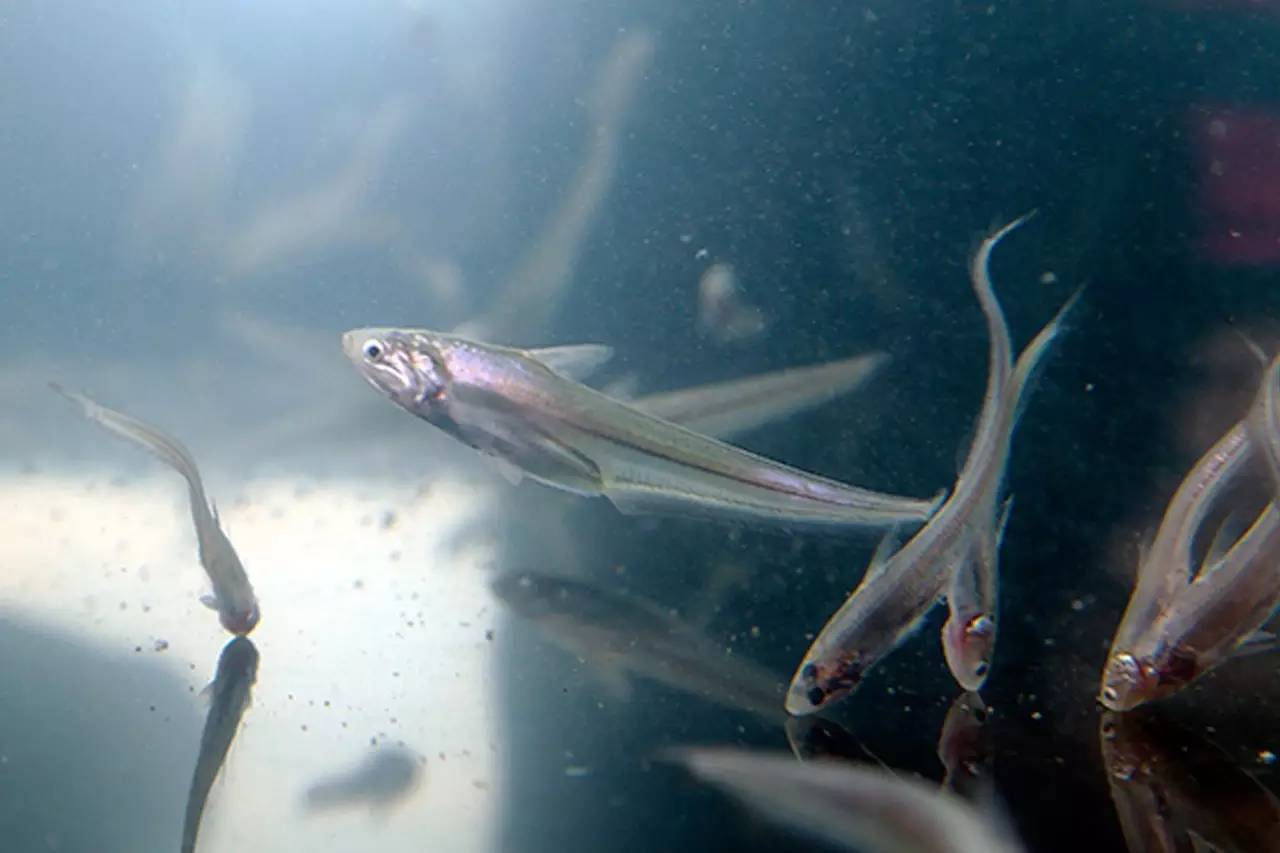 江鲜春季,春天江鲜