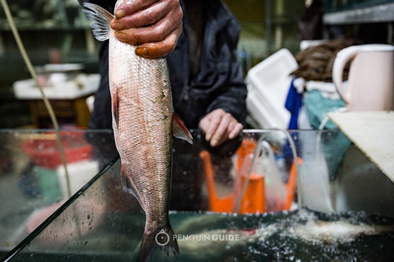 江鲜春季,春天江鲜