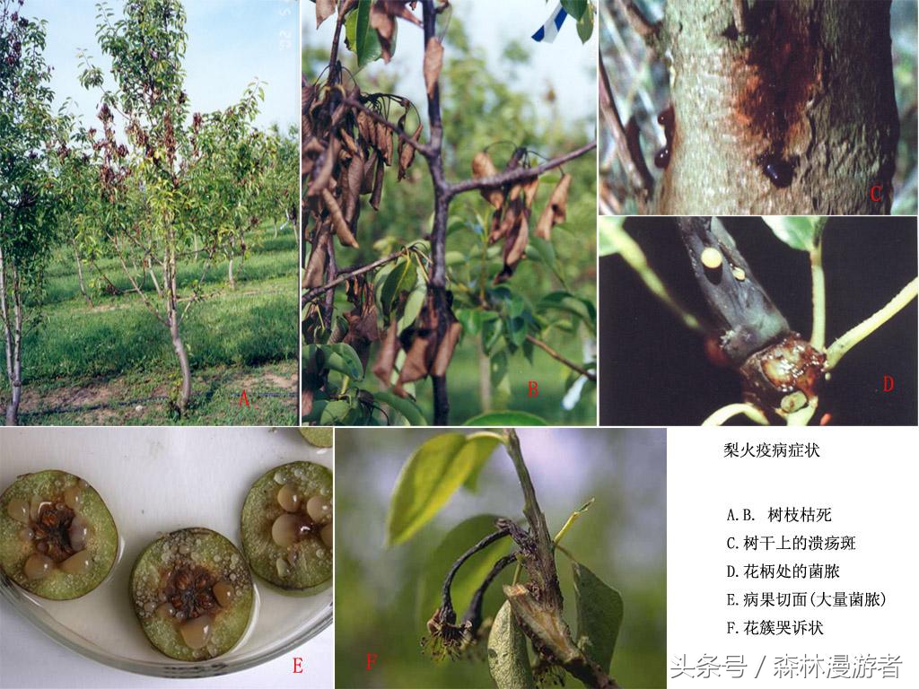 梨树黑星病的症状,梨树炭疽病在梨上的表现