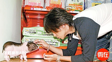 可以当宠物养的猪,猪当宠物养