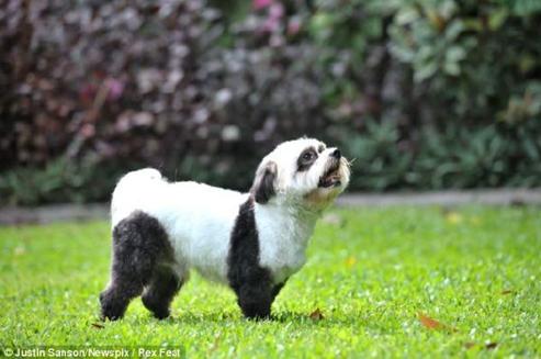 以前真的有人养只大熊猫吗,史上第一只人工饲养的大熊猫中国