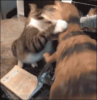 你们女朋友长得怎么样,你们的女朋友怎么样的