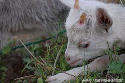 母羊产小羊的危害,母羊产羊羔成活率低怎么办