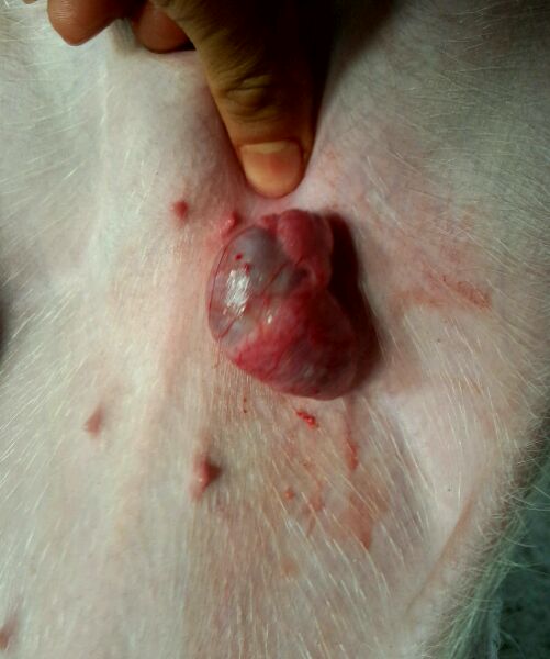 仔猪疝气怎样辨别,割仔猪疝气的正确方法