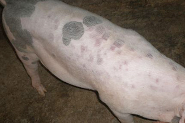 猪肉寄生虫感染解决办法,未煮熟的猪肉容易患哪些寄生虫病