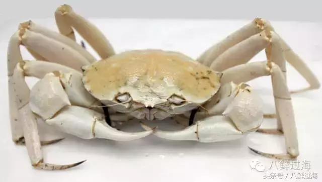 澳洲海鲜什么值得推荐,去澳大利亚可以带的食品有哪些