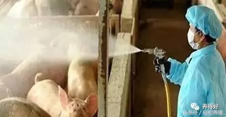 伊维菌素给猪驱虫用量是多少,兔子伊维菌素正确驱虫法