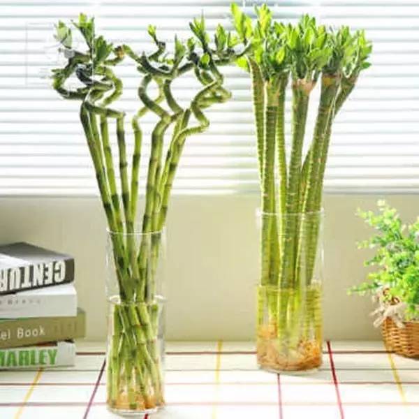 家有萌宠专治各种动物,家有萌宠专治什么病