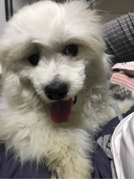 萨摩耶纯不纯怎么辨别,该怎么看萨摩耶纯不纯