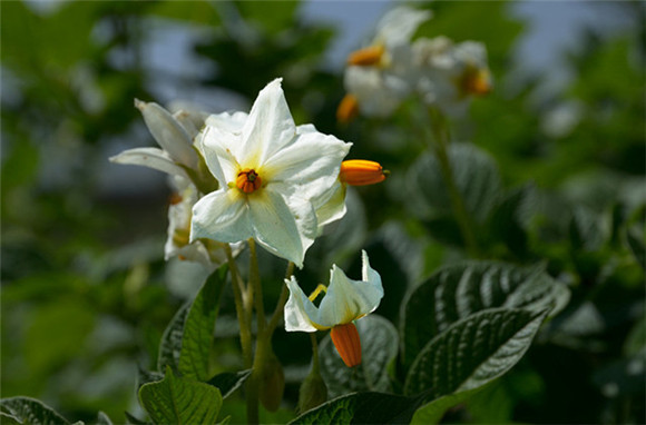 你好!那个叫“洋芋”的马铃著同志!